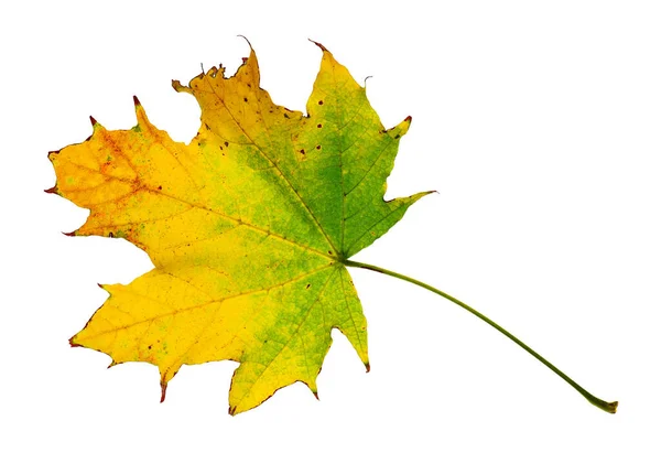 Herbst Ahornblatt Nahaufnahme Objekt Details Hell Und Bunt Weißer Hintergrund — Stockfoto