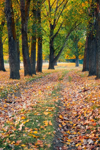 Leuchtend Bunte Herbstlandschaft Bei Sonnenuntergang Waldstraße Zwischen Bäumen Und Schönem — Stockfoto