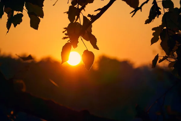 stock image close-up view of leaves and branches at sunset, colorful autumn forest, bright sunlight