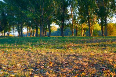 Renkli sonbahar ormanı manzarası, güzel günbatımında gölgeli ağaçlar, parlak güneş ışığı