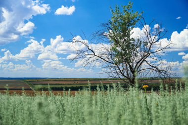 Çimen ve kır çiçekleriyle güzel bir yaz manzarası