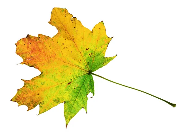 Herfst Esdoorn Blad Closeup Object Details Heldere Kleurrijke Witte Achtergrond — Stockfoto