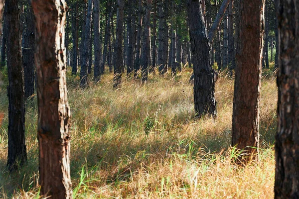 Forêt Par Jour Lumineux Beau Paysage Automne Faune — Photo