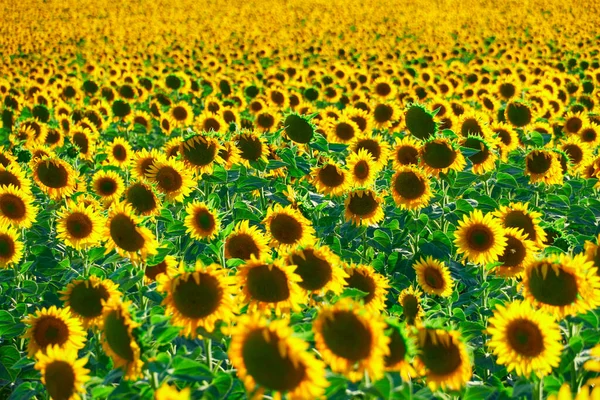 Sunflower Bright Field Yellow Flowers Beautiful Summer Landscape — Stock Photo, Image