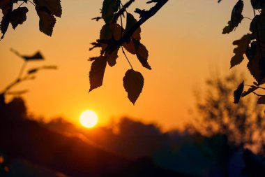 Gün batımında yaprakların ve dalların yakın görüntüsü, renkli sonbahar ormanı, parlak güneş ışığı