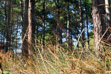 Aydınlık bir günde orman - güzel sonbahar manzarası ve vahşi yaşam