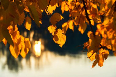Gün batımında yaprakların ve dalların yakın görüntüsü, renkli sonbahar ormanı, nehre yakın ağaçlar, parlak güneş ışığı suya yansıyor.