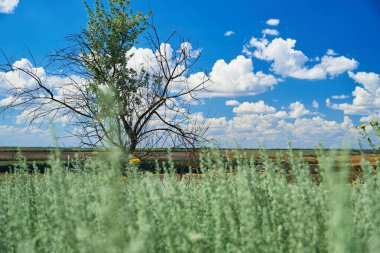 Çimen ve kır çiçekleriyle güzel bir yaz manzarası