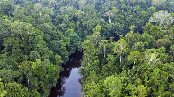 Légi Felvétel Taman Negara Trópusi Esőerdő Ban Malaysia — Stock Fotó