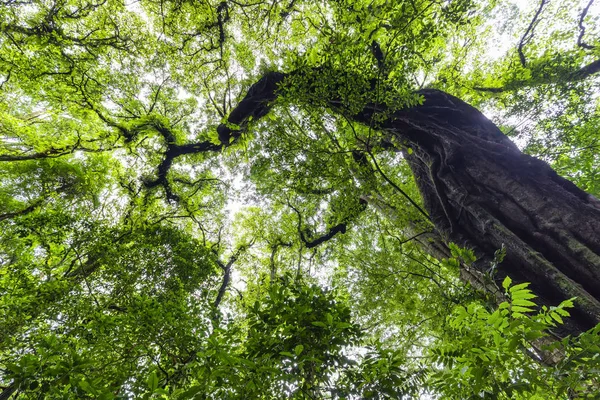 Plan Dynamique Grand Angle Arbre Géant Dans Jungle Munduk Bali — Photo