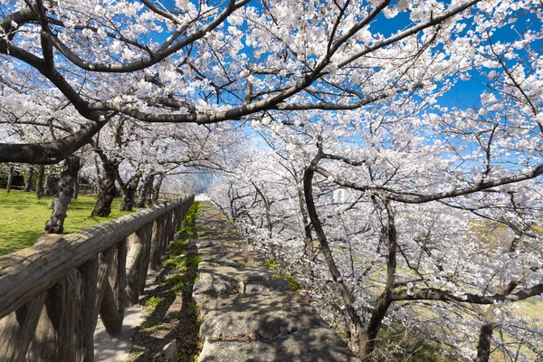 Körsbärsträdet Blommar Tunnel Den Park Osaka Castle Japan — Stockfoto