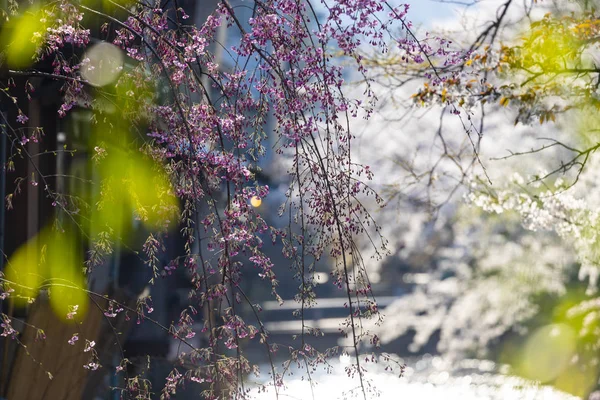 Barevné Abstraktní Backgroung Třešeň Květů Japonsku — Stock fotografie