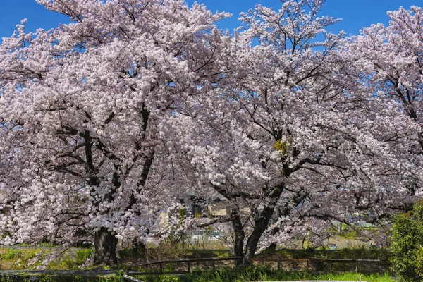 Pełna Różowe Wiśniowe Drzewo Kwiat Wzdłuż Kanału Sakurai City Kansai — Zdjęcie stockowe