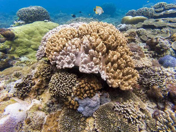Unterwasseraufnahme Eines Steinkorallenriffs Auf Der Insel Penida Bali — Stockfoto