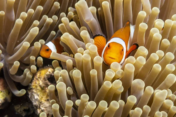 Clownfisch Amphiprion Ocellaris Versteckt Seeanemone Indonesien — Stockfoto