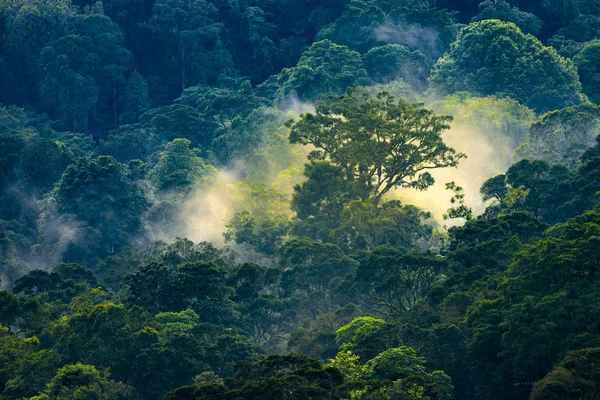 Vue Aérienne Lever Soleil Magique Tôt Matin Dans Forêt Tropicale — Photo