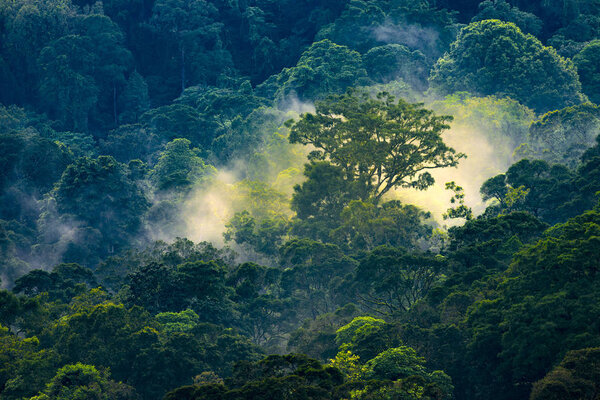 Aerial view of a magical early morning sunrise in the Tapah rainforest in Malaysia.