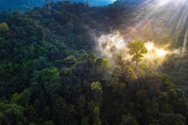 Aerial Scenery Sunlight Coming Fog Dawn Mystical Malaysian Jungle Tapah — Stock Photo, Image