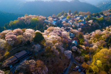 Hava dron görünümü tam çiçeği kiraz ağaçları, Nara ili, Japonya ile kaplı Yoshino Dağı