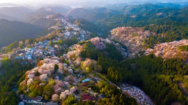 Hava dron görünümü tam çiçeği kiraz ağaçları, Nara ili, Japonya ile kaplı Yoshino Dağı