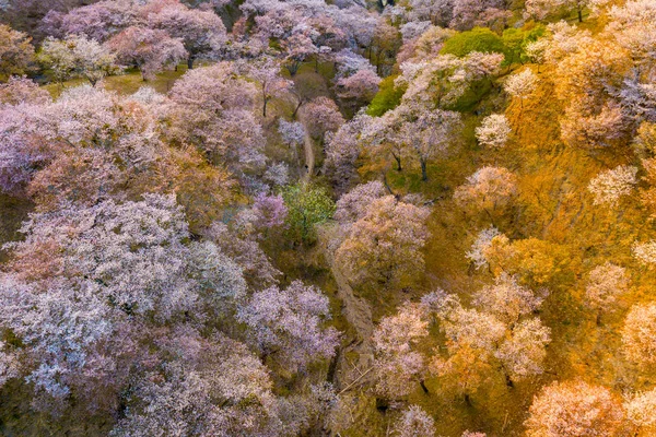 Вид Воздуха Гору Ёсино Покрытую Цветущими Вишнями Провинция Нара Япония — стоковое фото