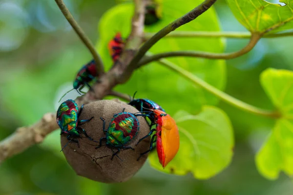 インドネシアの木の種子を食べて Chrysocoris Stollii の宝石バグの幼虫のグループ — ストック写真