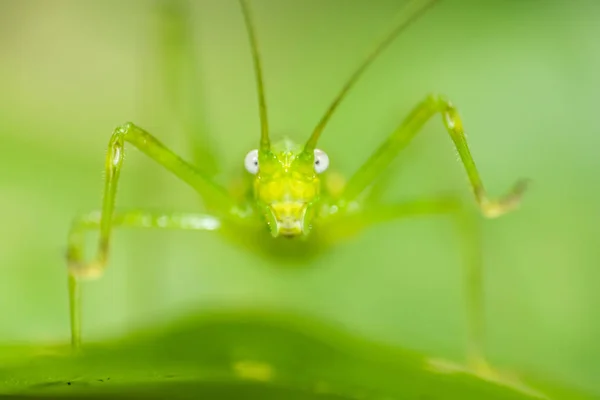 Katydid Verde Perto Retrato Uma Folha Selva Indonésia — Fotografia de Stock