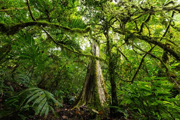 ムンドゥッ バリ島 インドネシアの密な熱帯雨林のジャングルの植物は緑豊かな下草 — ストック写真