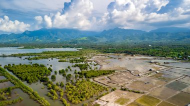 Mangrov biyotop Pemuteran Sahili Kuzey-Batı Bali Adası, Endonezya çevresinde genel bakış