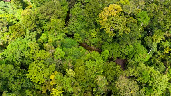 Αεροφωτογραφία Πάνω Από Aru Νησί Πυκνά Παρθένα Ζούγκλα Στο Αρχιπέλαγος — Φωτογραφία Αρχείου