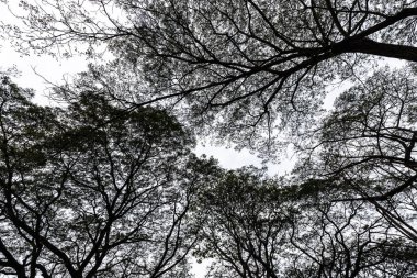 Soyut tropikal Albizia ağaç manzara siyah beyaz