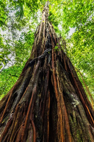 Tiro Dinâmico Ângulo Largo Uma Figueira Gigante Selva Munduk Bali — Fotografia de Stock