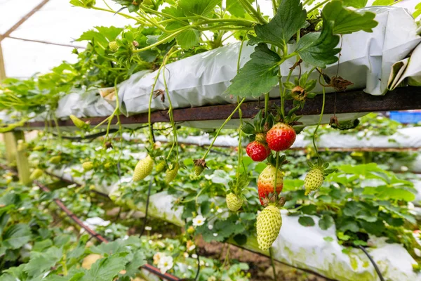 Strawberry Growing Chemical Greenhouse Cameron Highlands Malaysia — Stock Photo, Image