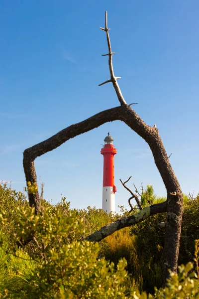 Coubre Lighthouse Framed Natural Pine Tree Trunk Charente Maritime France — Stock Photo, Image