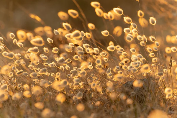 Сладкие Травяные Цветы Lagurus Ovatus Теплым Закатом Ветром — стоковое фото