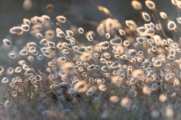 Flores Grama Doce Lagurus Ovatus Sob Pôr Sol Quente Vento — Fotografia de Stock