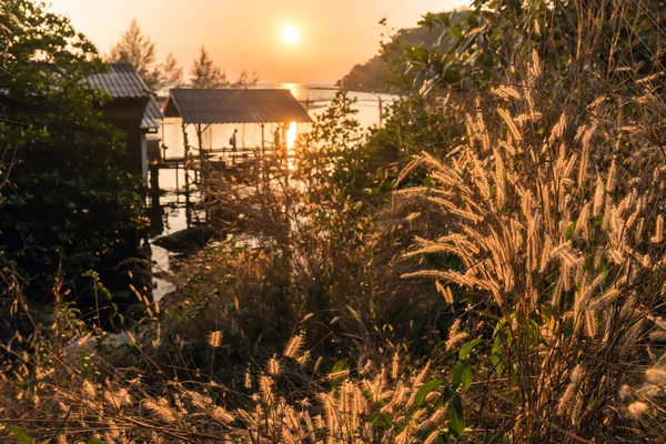 Varm Tropisk Solnedgång Högt Gräs Och Kustlinje Thailand — Stockfoto