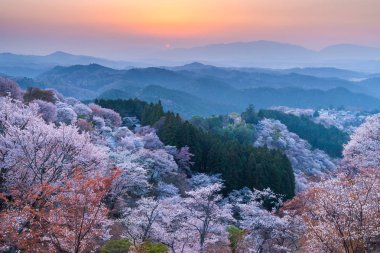 Kiraz ağaçları çiçek Yoshino, Nara ili, Japonya, ormanda üzerinden günbatımı