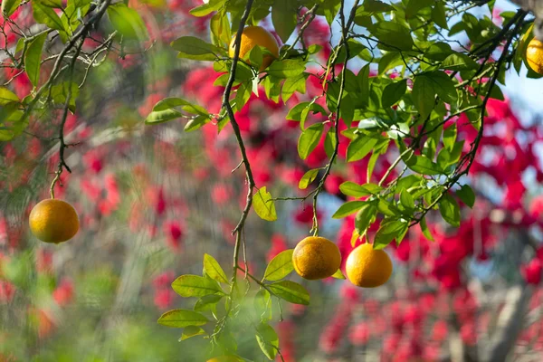 Laranjas Frescas Penduradas Árvore Jardim Japonês — Fotografia de Stock