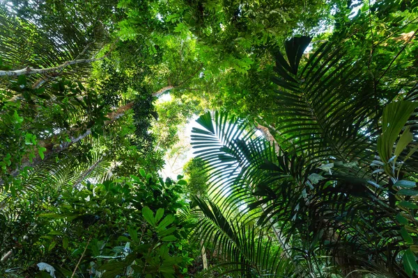 Yemyeşil Orman Bitki Örtüsü Taman Negara Yağmur Ormanı Malezya — Stok fotoğraf