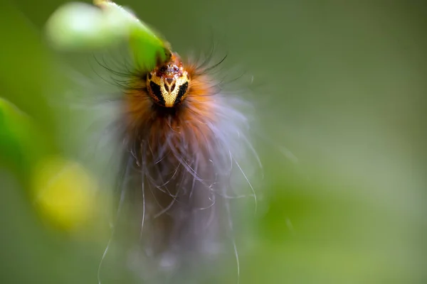 말레이시아 정글에서 애벌레의 가까운 초상화 — 스톡 사진