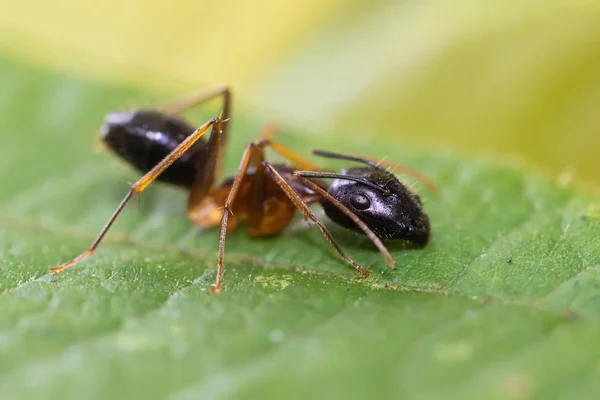 Macro Shot Camponotus Ant Species Malaysian Jungle — Stock Photo, Image