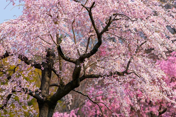 Plné Růžové Třešeň Květ Parku Poblíž Kyoto Japonsko — Stock fotografie