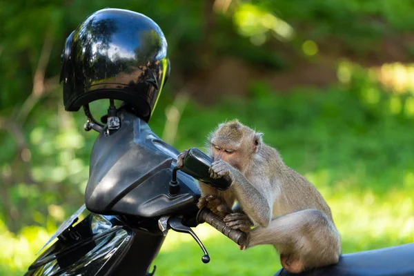 滑稽的猴子坐在摩托车上 看着自己在镜子里 — 图库照片
