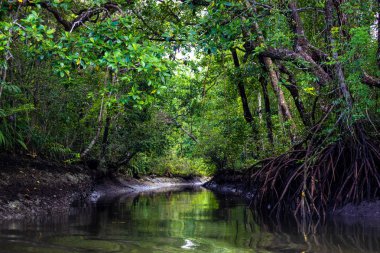 Kanal ve mangrov alan ormanlarında Aru Adası, Maluku adalar, Papua, Endonezya