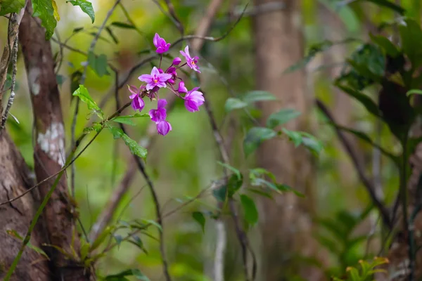 Aru Adaları Maluku Endonezya Ormanda Ağaçta Büyüyen Vahşi Pembe Orkide — Stok fotoğraf