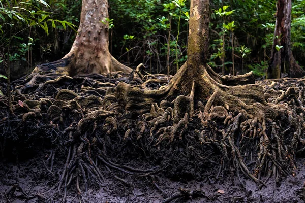 Raízes Manguezais Nas Margens Dos Rios Selva Das Ilhas Aru — Fotografia de Stock