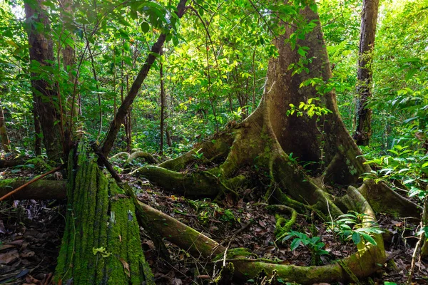 Exuberante Vegetación Maleza Una Selva Virgen Las Islas Aru Papúa — Foto de Stock