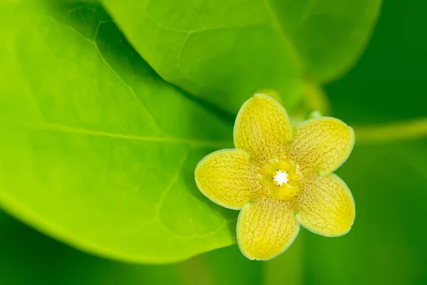 极微小的热带花朵特写镜头 — 图库照片