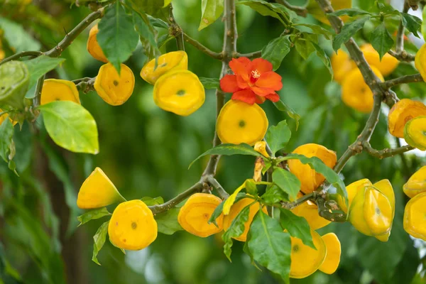 一个美丽的 Pereskia Bleo 树在印度尼西亚花园的花朵和果实 — 图库照片